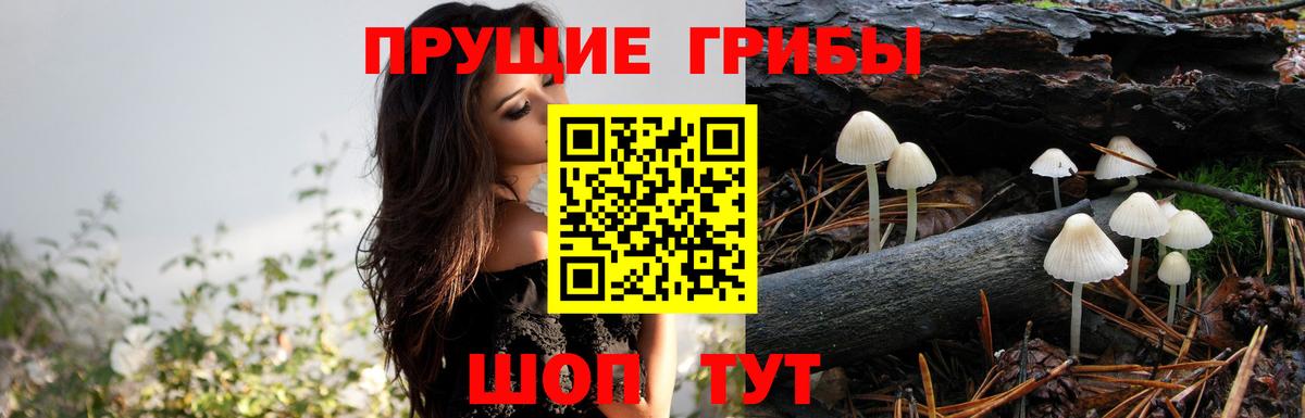 Галлюциногенные грибы Psilocybe  Волгоград 